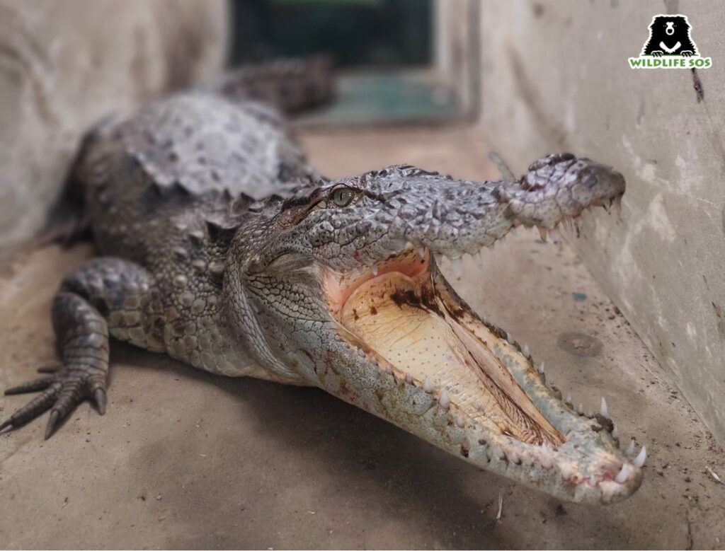 Crocodile rescue and release 