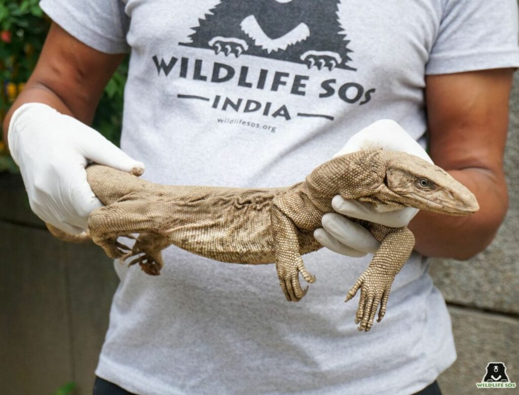 Monitor lizard rescue and release