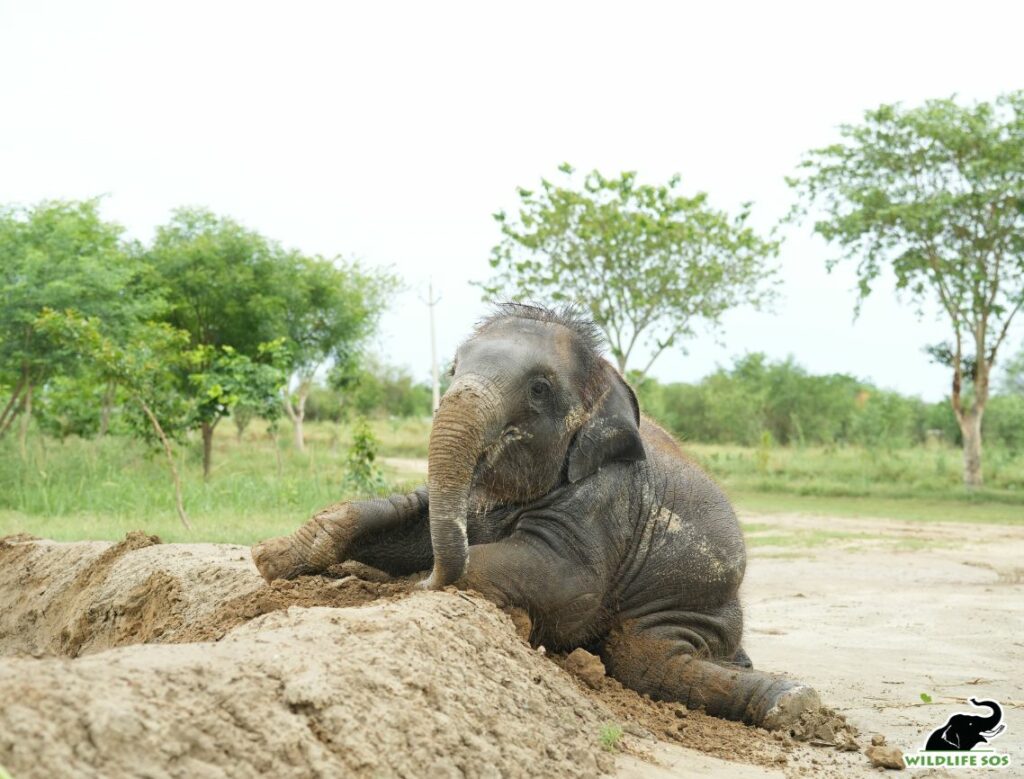 Bani taking a mud bath