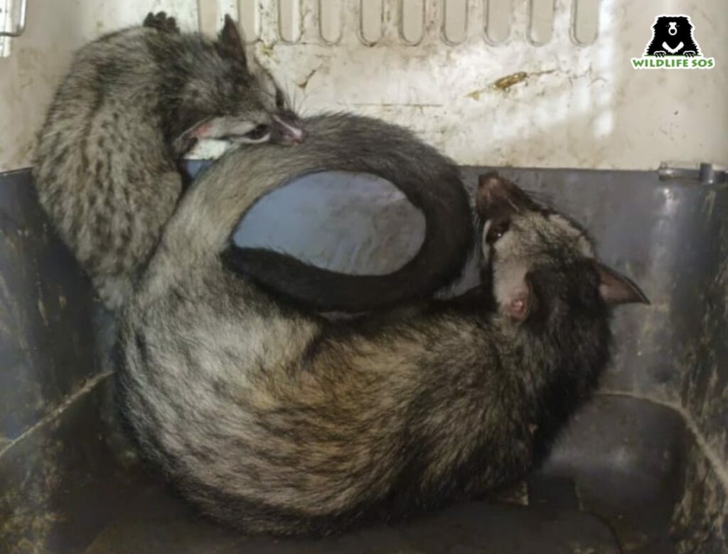 Civet cat rescue and release
