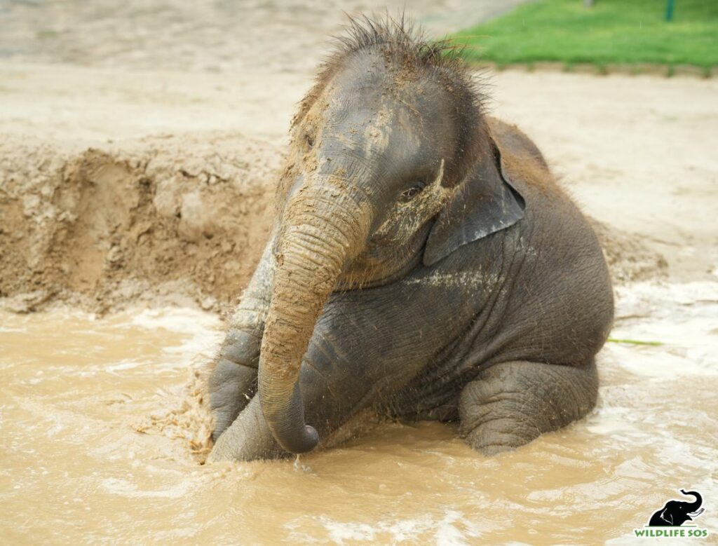 Bani taking a mud bath