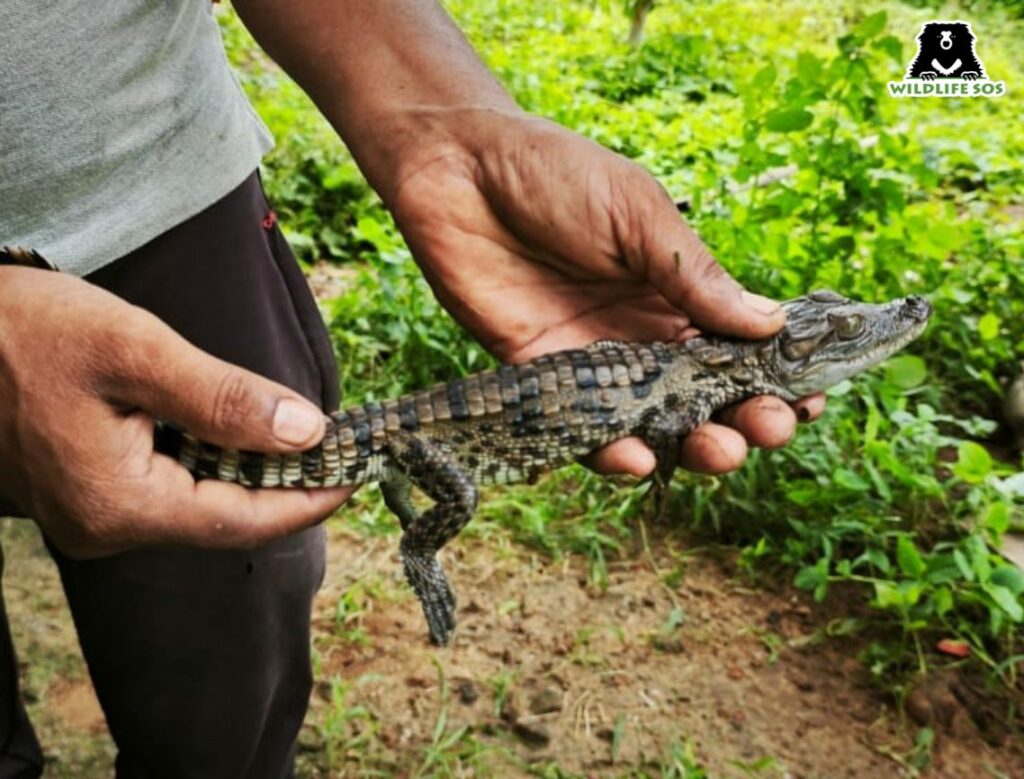Baby crocodile rescue and release