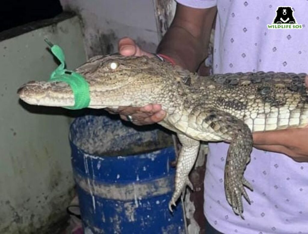 Crocodile rescue 
