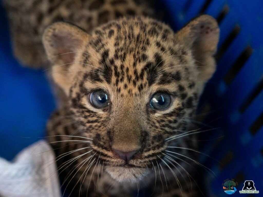 Leopard cub rescue