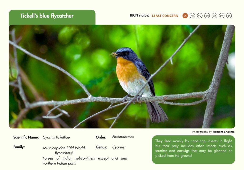 Tickell's blue flycatcher