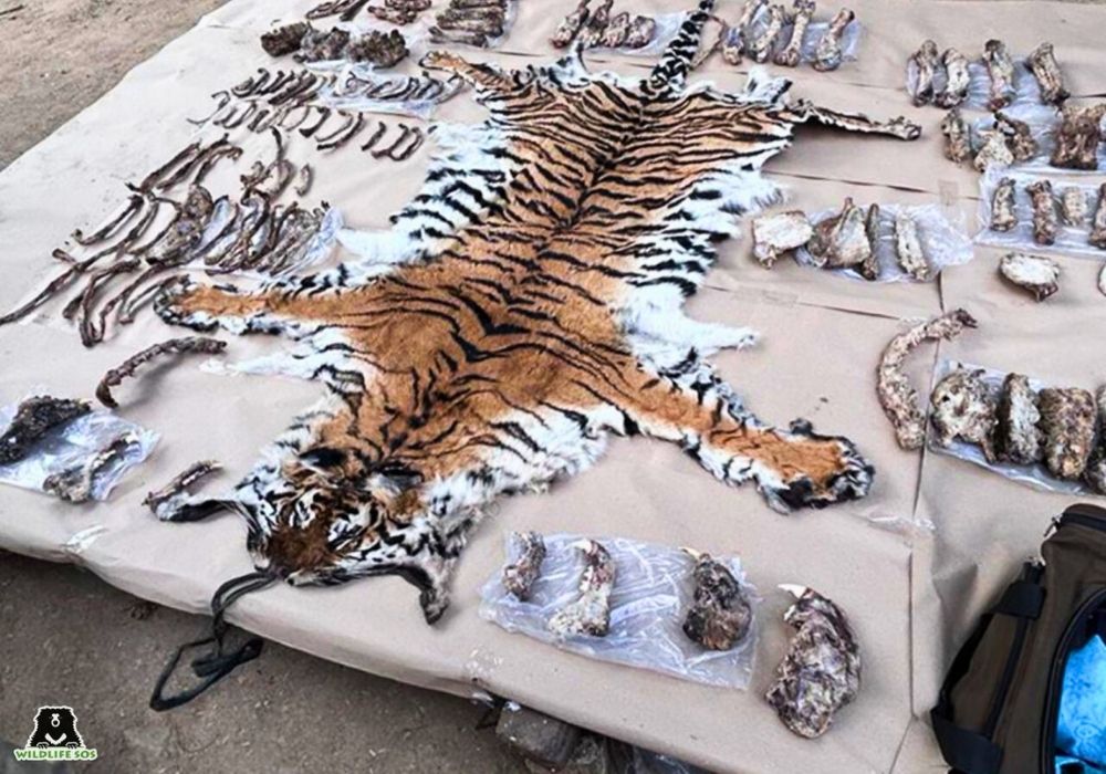 WhatsApp Image 2025-09-01 at 3.38.59 PM Tiger Poaching 2