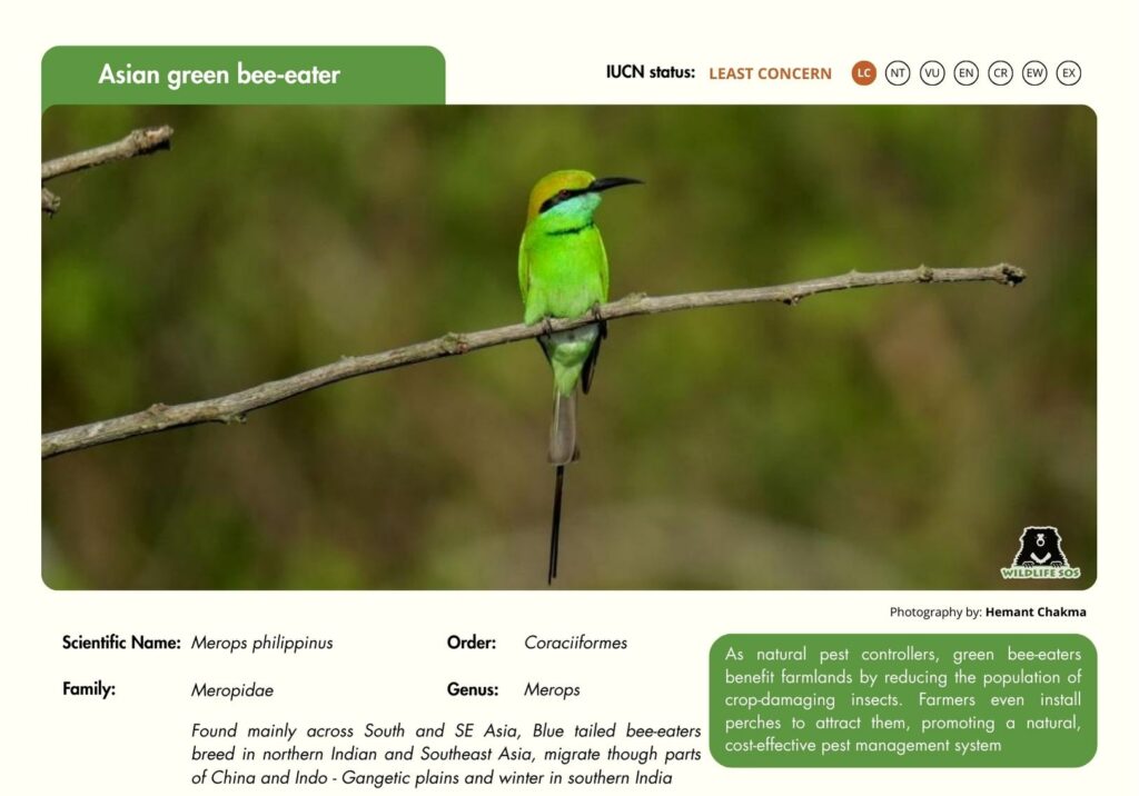 Asian green bee-eater