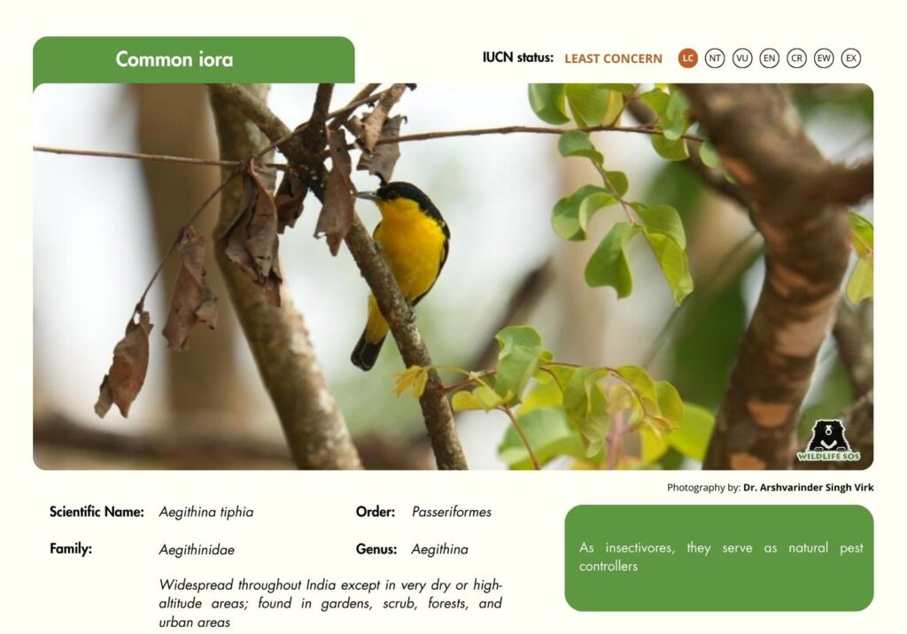 Common iora