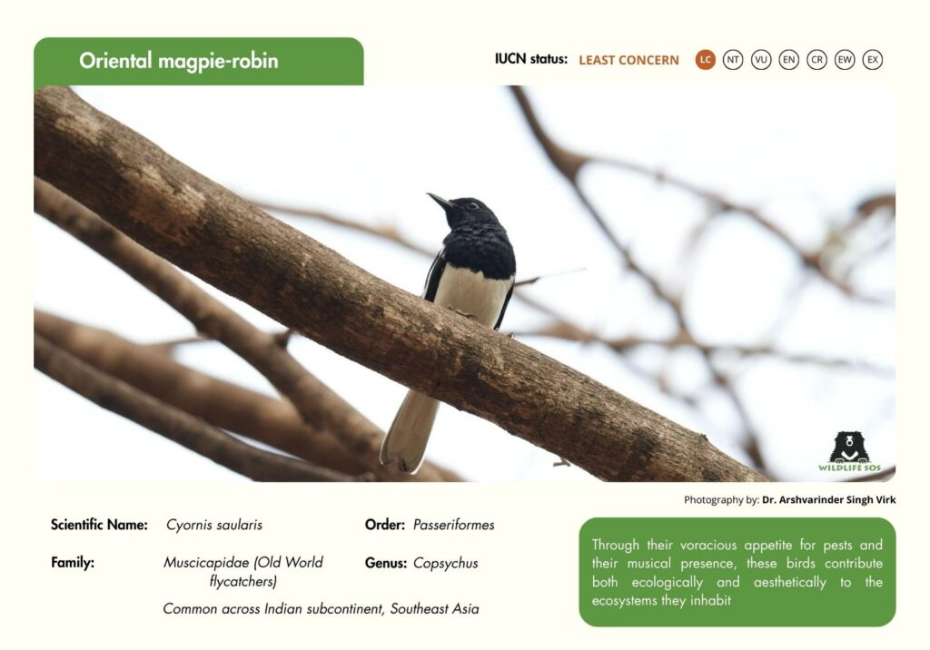 Oriental magpie robin