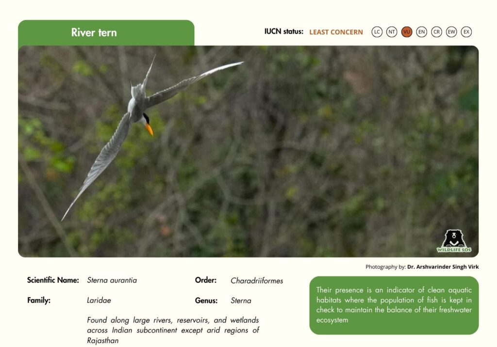 River tern