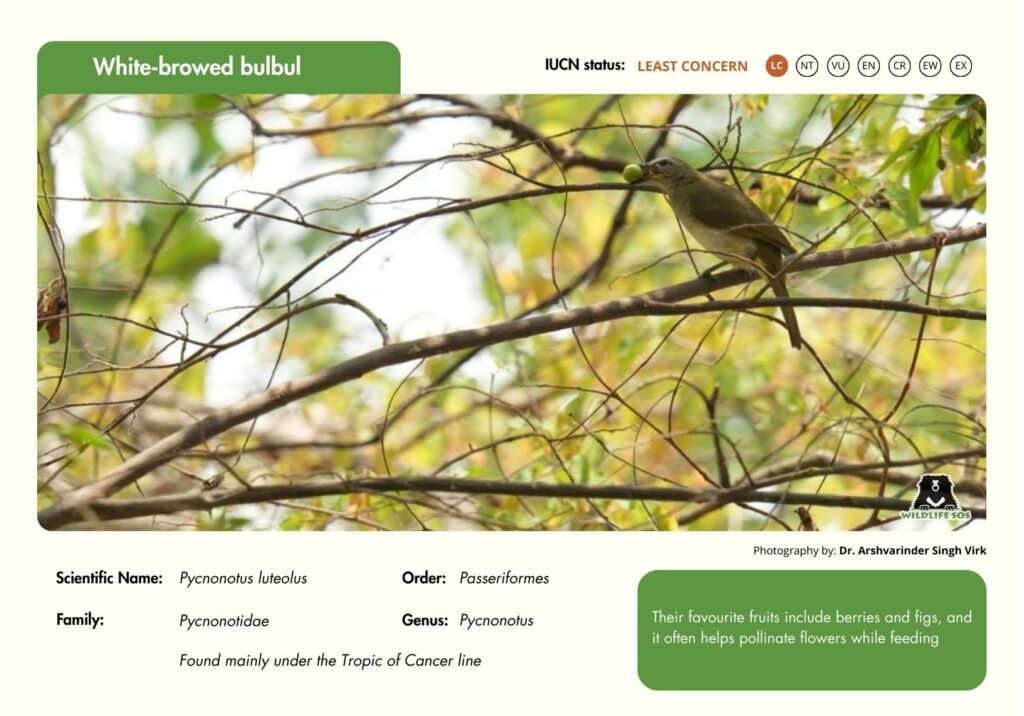 white browed bulbul
