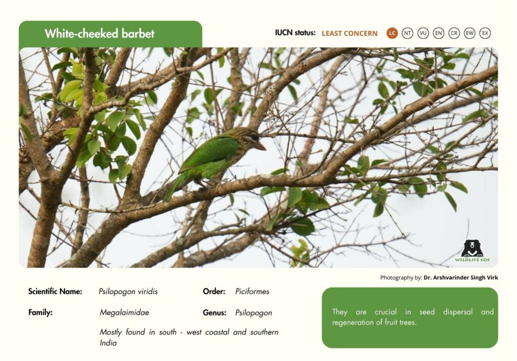 White cheeked barbet
