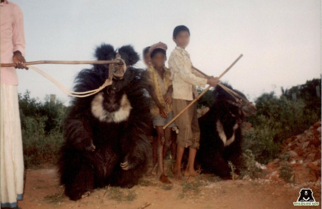 Final phase of the Dancing Bear Project