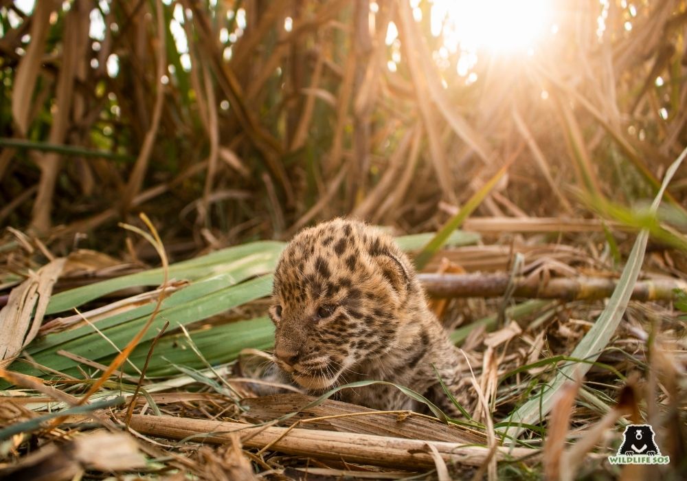 210314_MLRC_Akash_Cub in Field_Reunion Image 4
