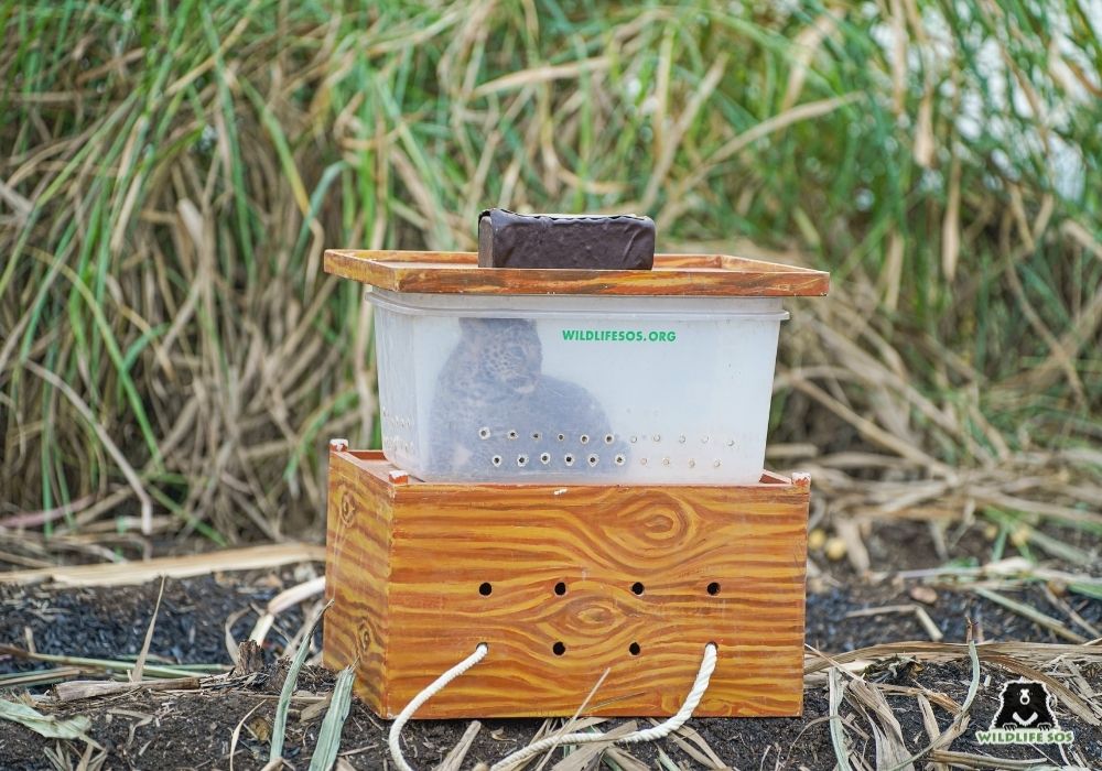 221203_ MLRC_Akash_Reunion_cub_male_shiroli bu._SOS05067 Image 6