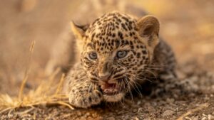 Saving Lost Cubs: How Awareness & Compassion Bring Leopard Families Back Together