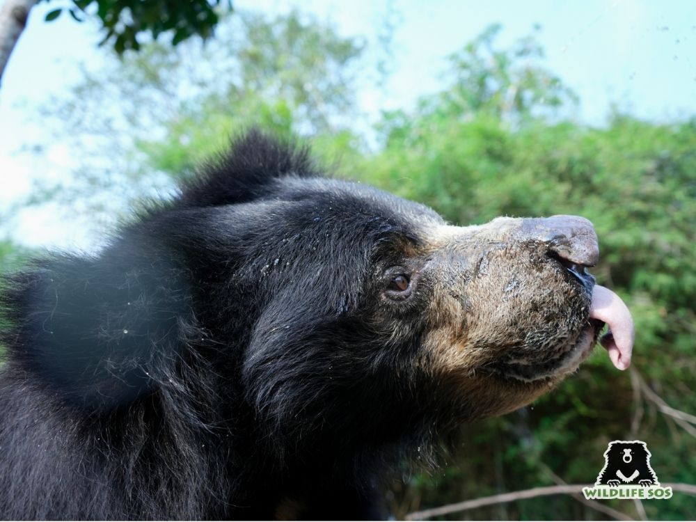 231017_BBRC_Lenu_SLothBear_Bobby_ (15)