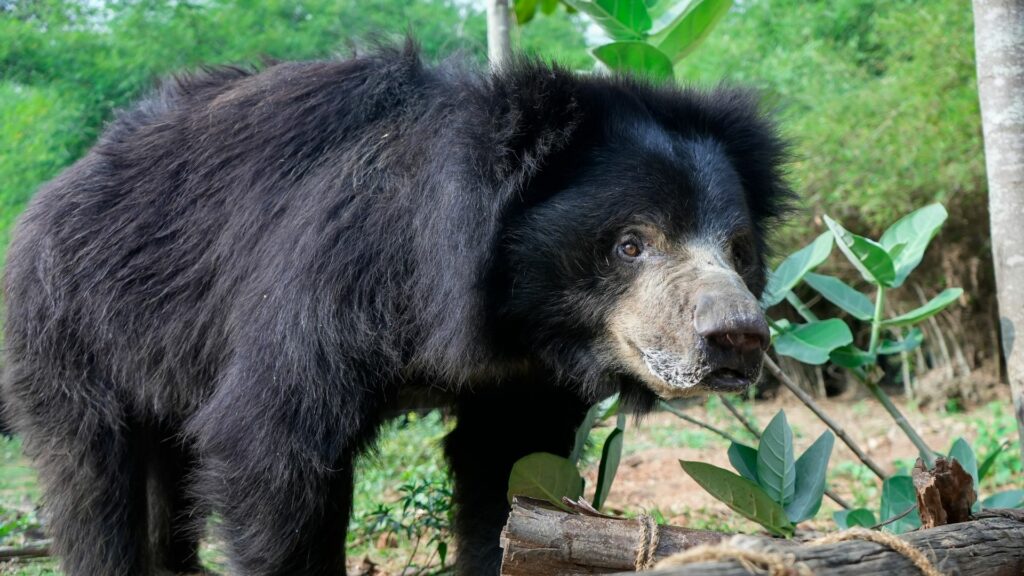 231017_BBRC_Lenu_SLothBear_Bobby_