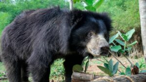 BEAR DIARY: In The Quiet Company Of Bobby