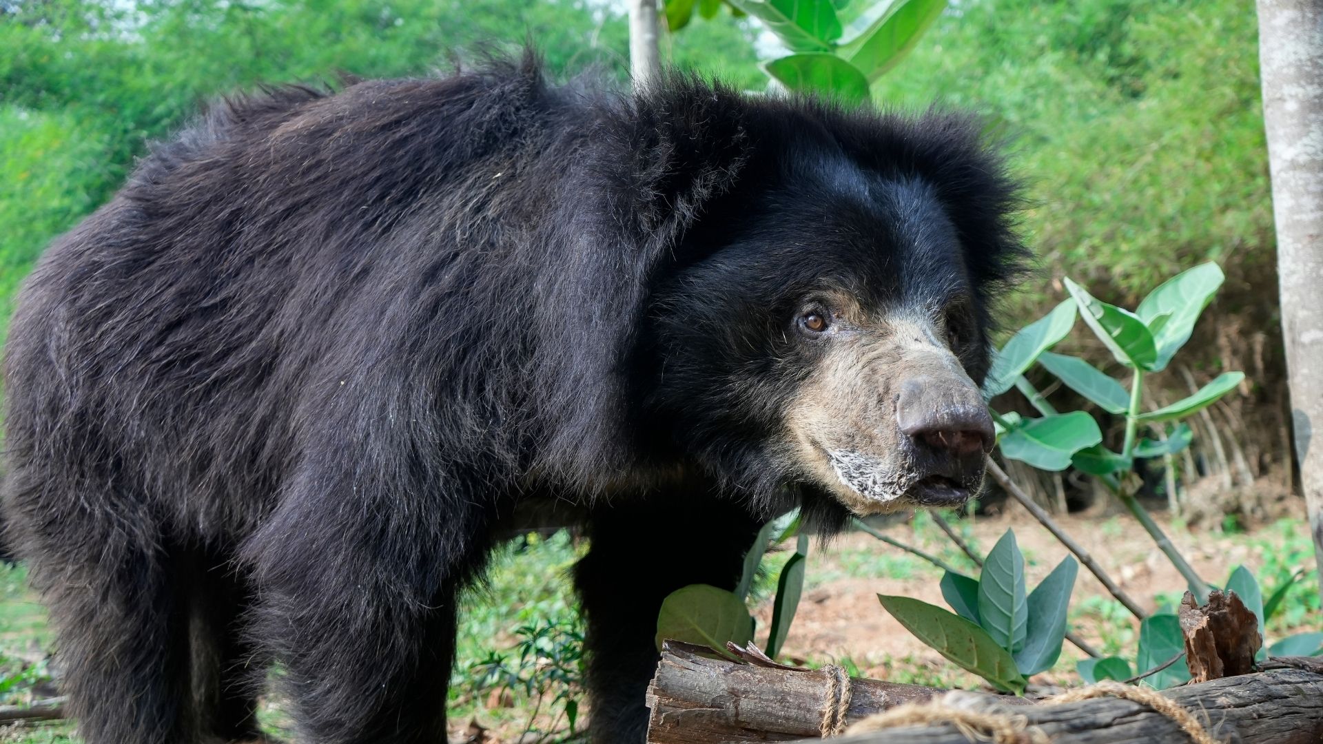 Bear Diary: In The Quiet Company Of Bobby