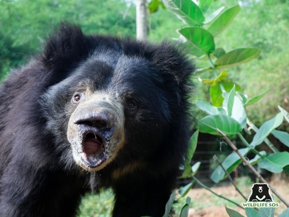 231017_BBRC_Lenu_SLothBear_Bobby_ (5).jpg