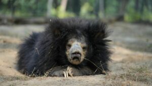 Geriatric Care Of Sloth Bears At Wildlife SOS