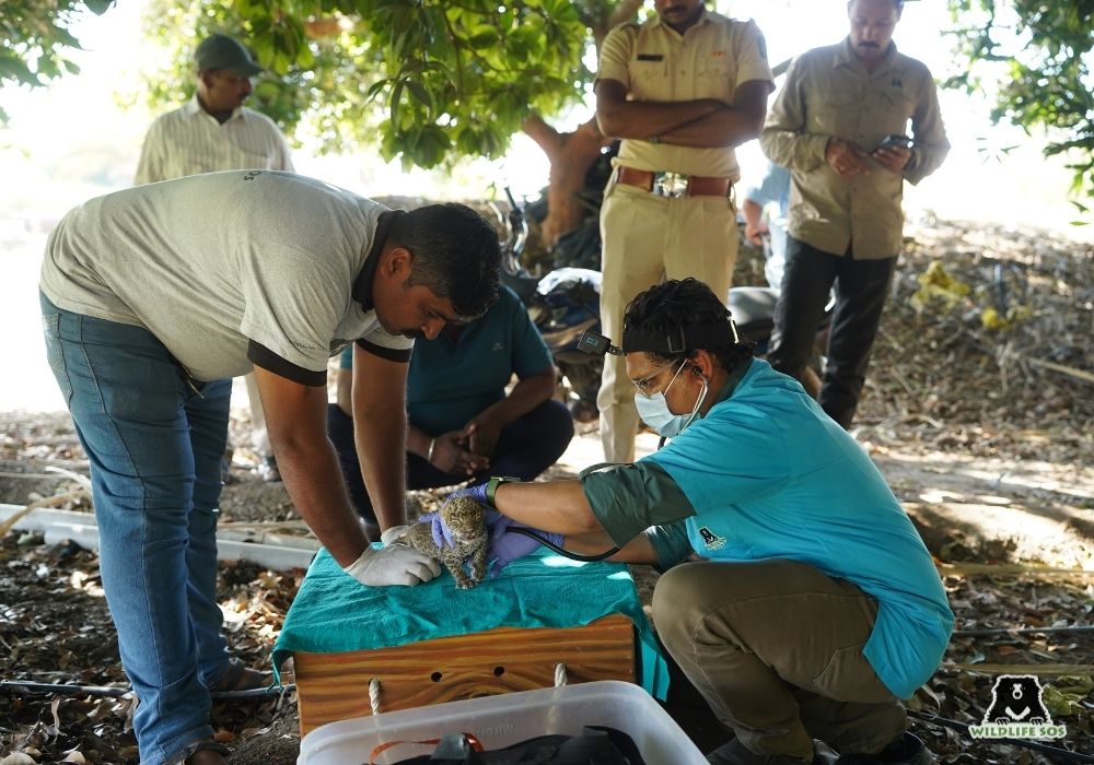 24023_MLRC_Akash_Leopard_cub reunion_Kusur_5 day_SOS00547 Image 5