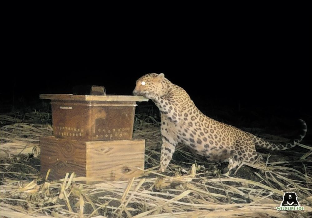 240310_MLRC_Akash_leopard_cub_reunion_Waghale shirur_Trap cam_Screenshot 2024-03-12 at Image 7