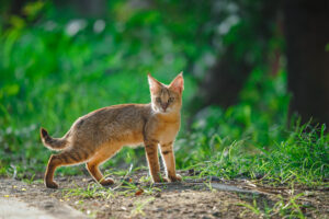 Meet India’s Small Cat Species