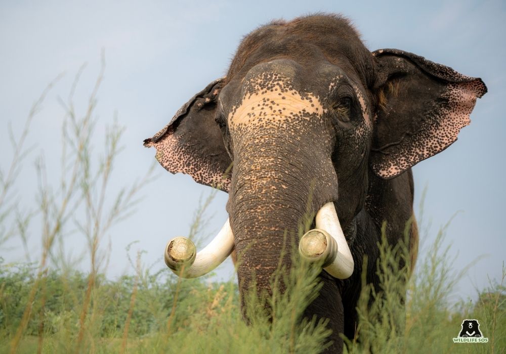 250615_ATHARVA PACHARNE_ECCC_ELEPHANT_RAJESH_MORNING WALK_7 Image 3