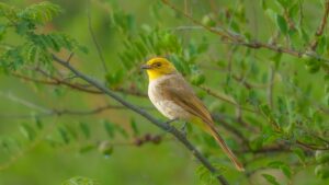 Yellow-throated Bulbul: The Lost Songbird Returns To Ramdurga Valley
