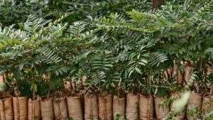 Restoring Roots: Wildlife SOS Revives Forests & Wildlife In India