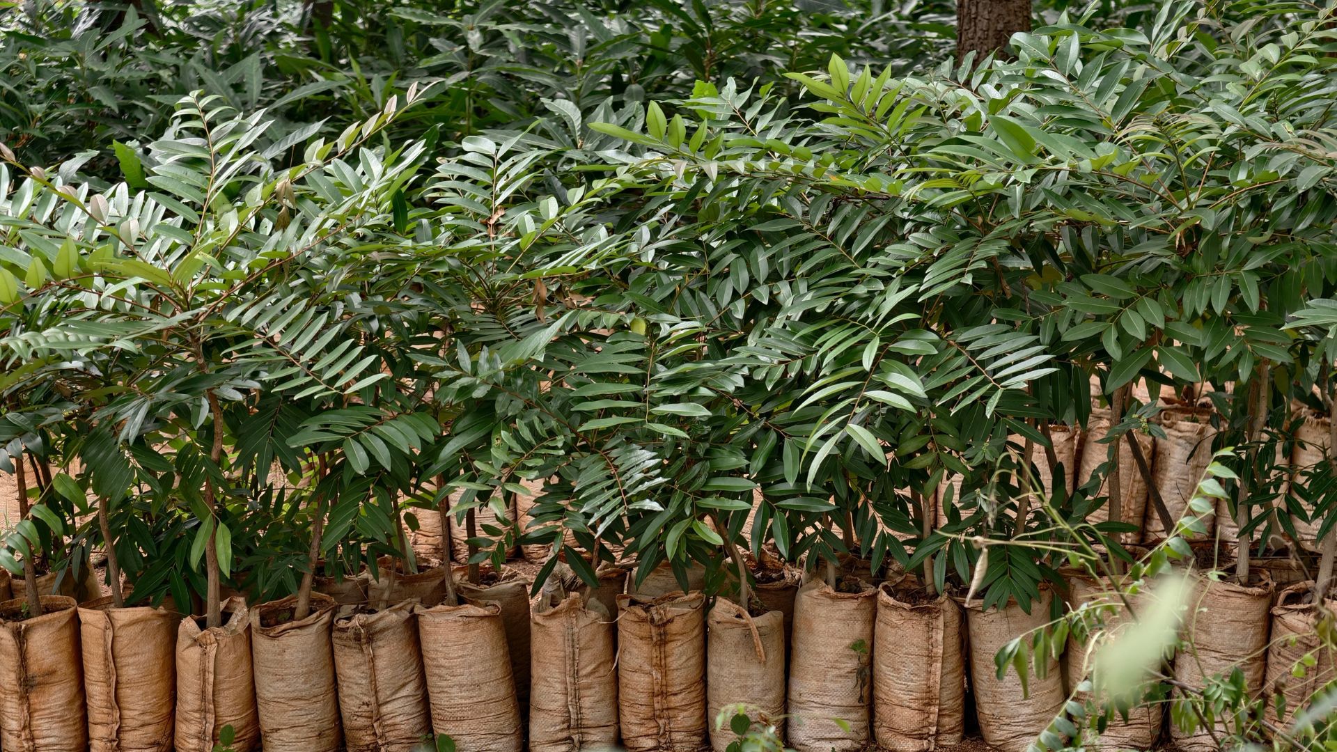 Restoring Roots: Wildlife SOS Revives Forests & Wildlife In India