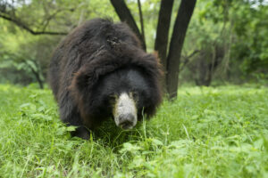 Why Sloth Bears Deserve Global Attention
