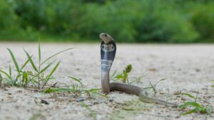 When Snakes Visit The City: Inside The Surge of Rescues Across Delhi & Agra