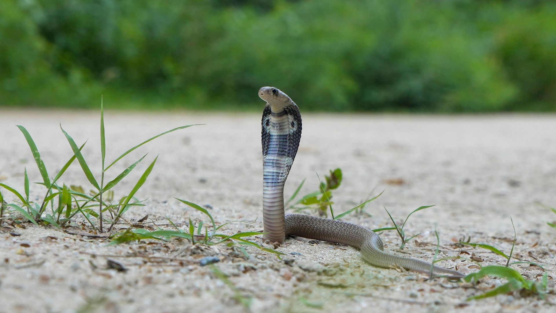 When Snakes Visit The City: Inside The Surge of Rescues Across Delhi & Agra