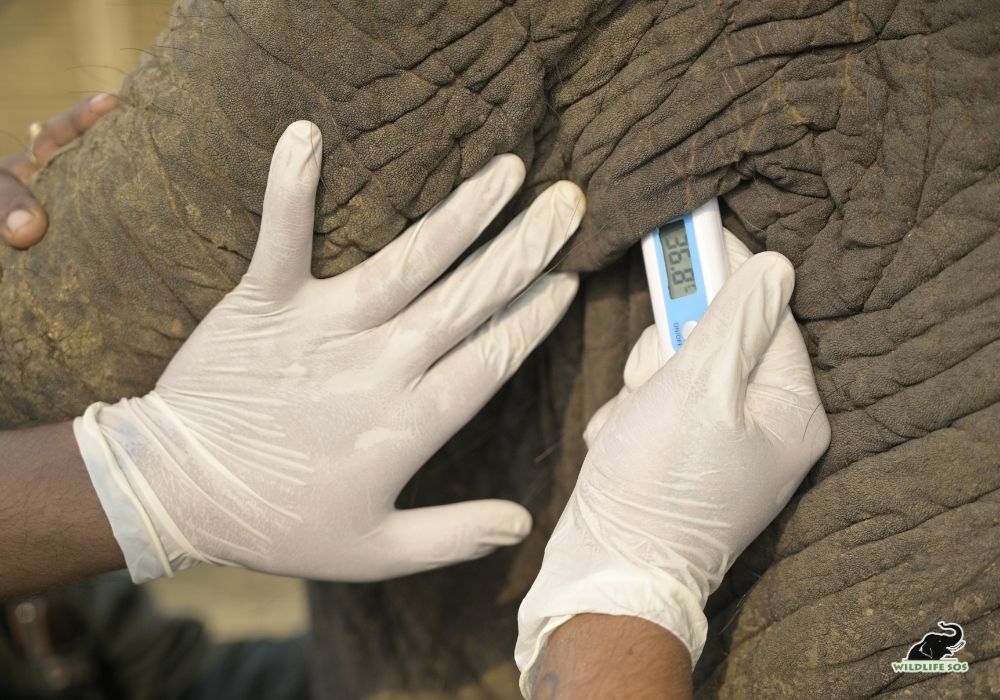 250811_JHARKHAND_ATHARVA PACHARNE_ELEPHANT_RAJNI_HEALTH ASSESMENT_HAATI SEVA_113_Image 8