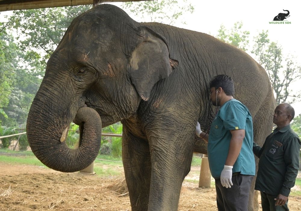 250811_JHARKHAND_ATHARVA PACHARNE_ELEPHANT_RAJNI_HEALTH ASSESMENT_HAATI SEVA_140_Image 2