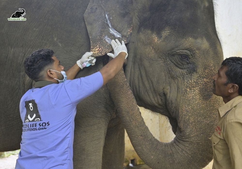 250815_JHARKHAND_ATHARVA PACHARNE_ELEPHANT_LAKHI_HEALTH ASSESMENT_HAATI SEVA_Image 4