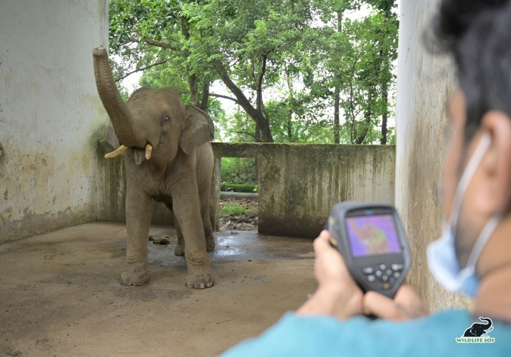 250815_JHARKHAND_ATHARVA PACHARNE_ELEPHANT_NANHE SAMRAT_HEALTH ASSESMENT_HAATI SEVA_14 Image 5