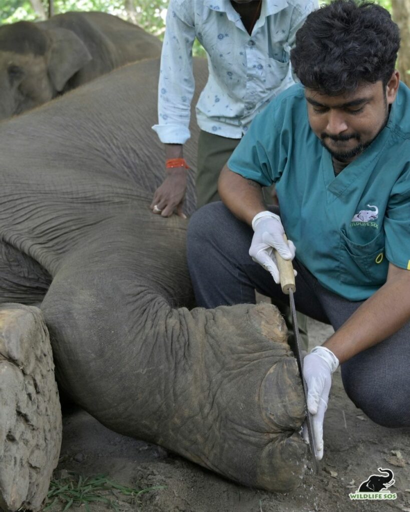 250816_JHARKHAND_ATHARVA PACHARNE_ELEPHANT_JUHI_HEALTH ASSESMENT_HAATI SEVA_Image 6