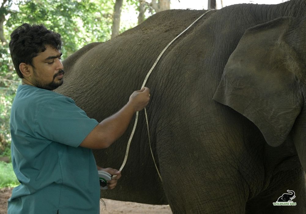 250816_JHARKHAND_ATHARVA PACHARNE_ELEPHANT_RAKHI_HEALTH ASSESMENT_HAATI SEVA_127_Image 7