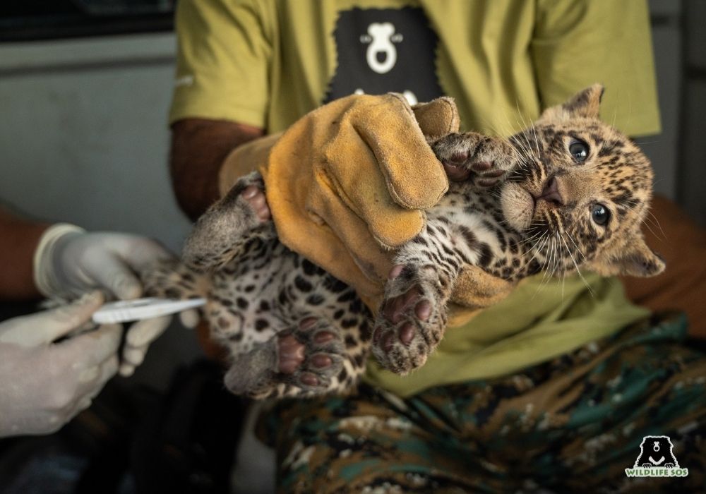 250823_BAH_ATHARVA PACHARNE_LEOPARD CUB_REUNION_11 Image 2