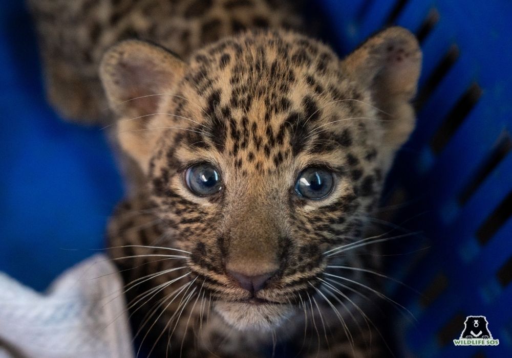 250823_BAH_ATHARVA PACHARNE_LEOPARD CUB_REUNION_9 Image 1