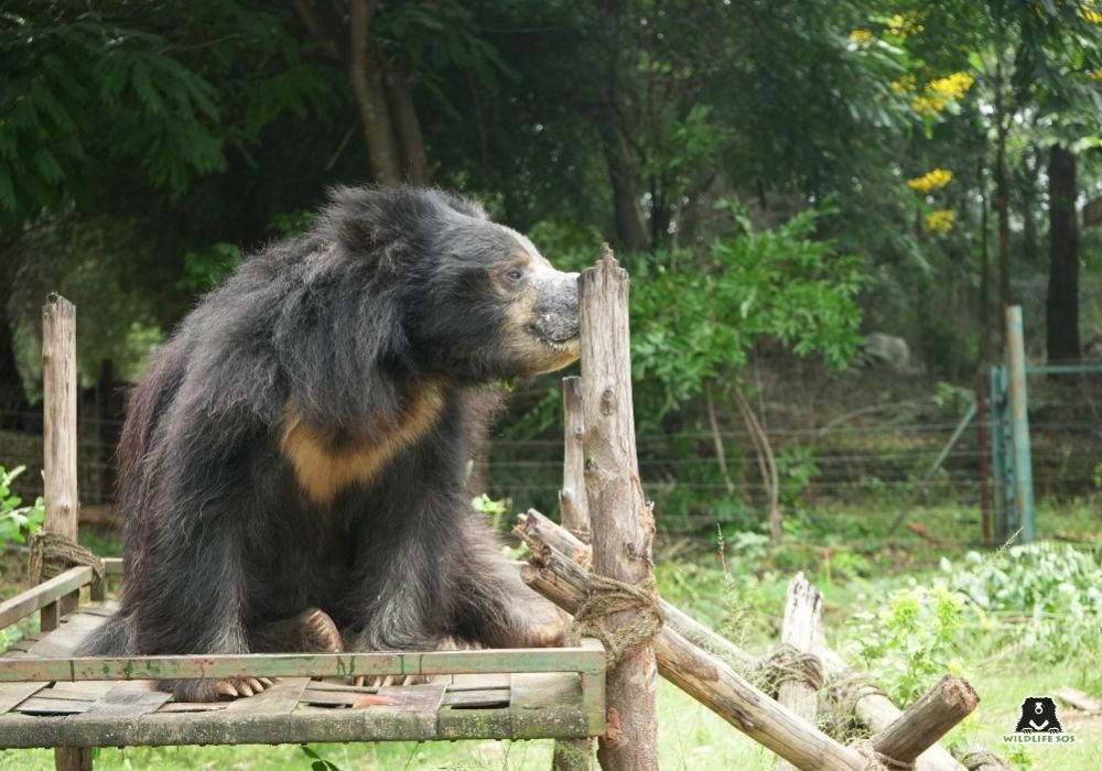 250913_BBRC_HEMANT_BOBBY_SLOTHBEARS_MAMMALS_Image1