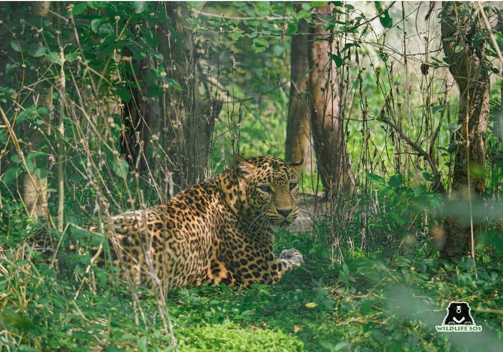 251001_MLRC_Akash_leopard_asha_enclosure_SOS02710 copy