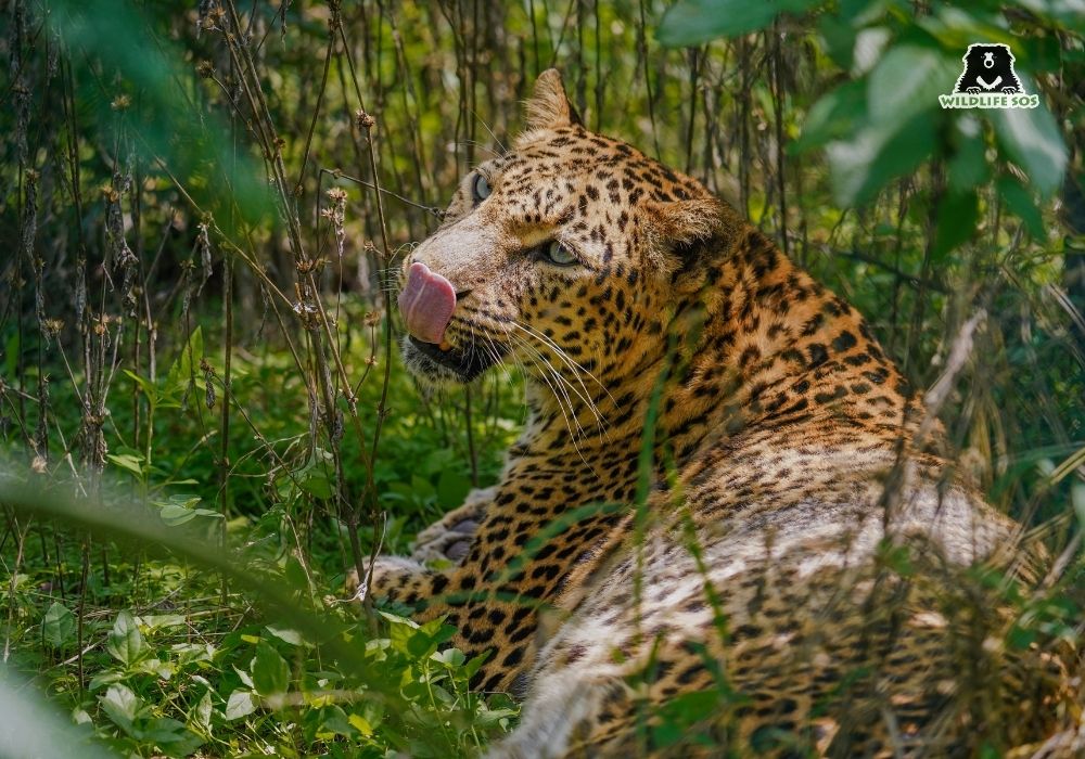 251001_MLRC_Akash_leopard_asha_enclosure_SOS02969 copy