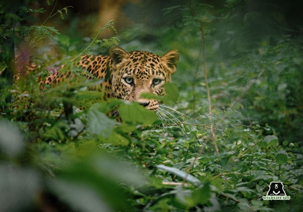 251001_MLRC_Akash_leopard_asha_enclosure_SOS05034 copy
