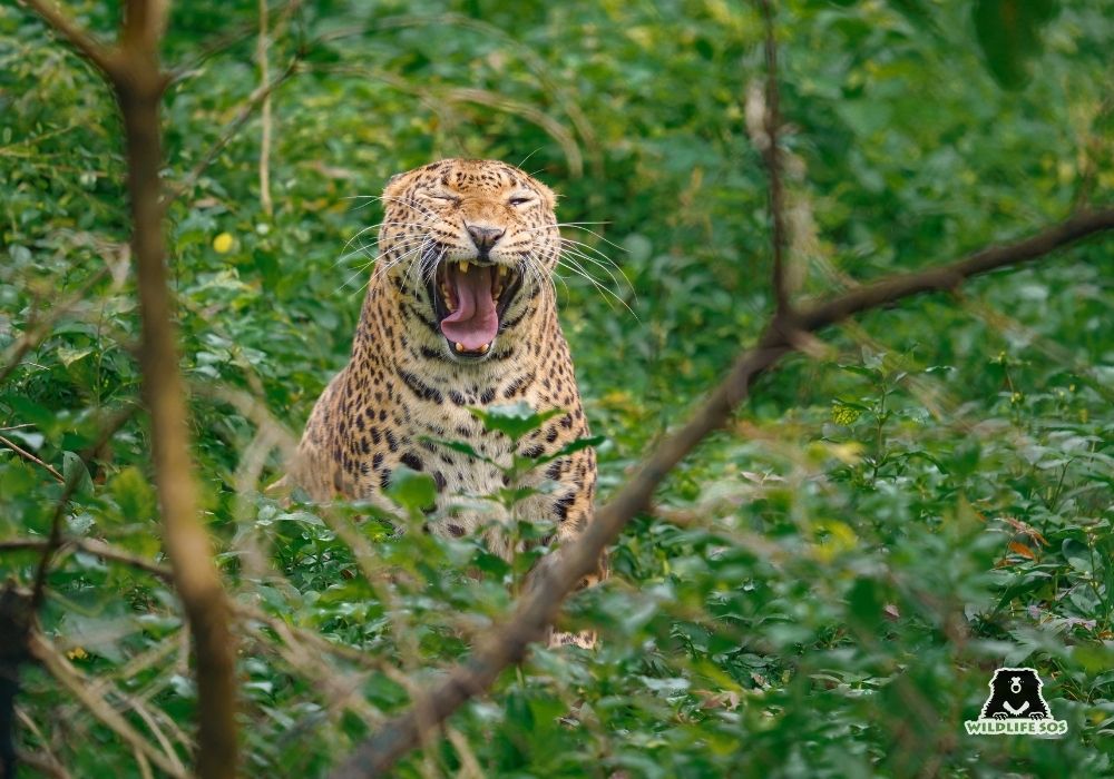 251001_MLRC_Akash_leopard_asha_enclosure_SOS05050 copy