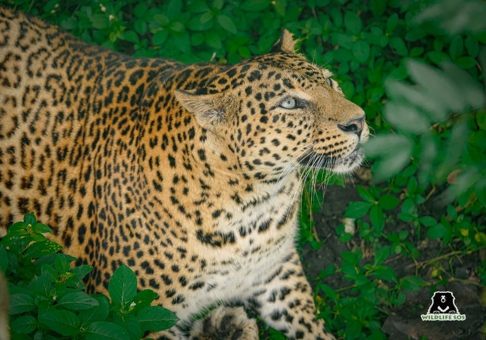 251001_MLRC_Akash_leopard_asha_enclosure_SOS05388 copy